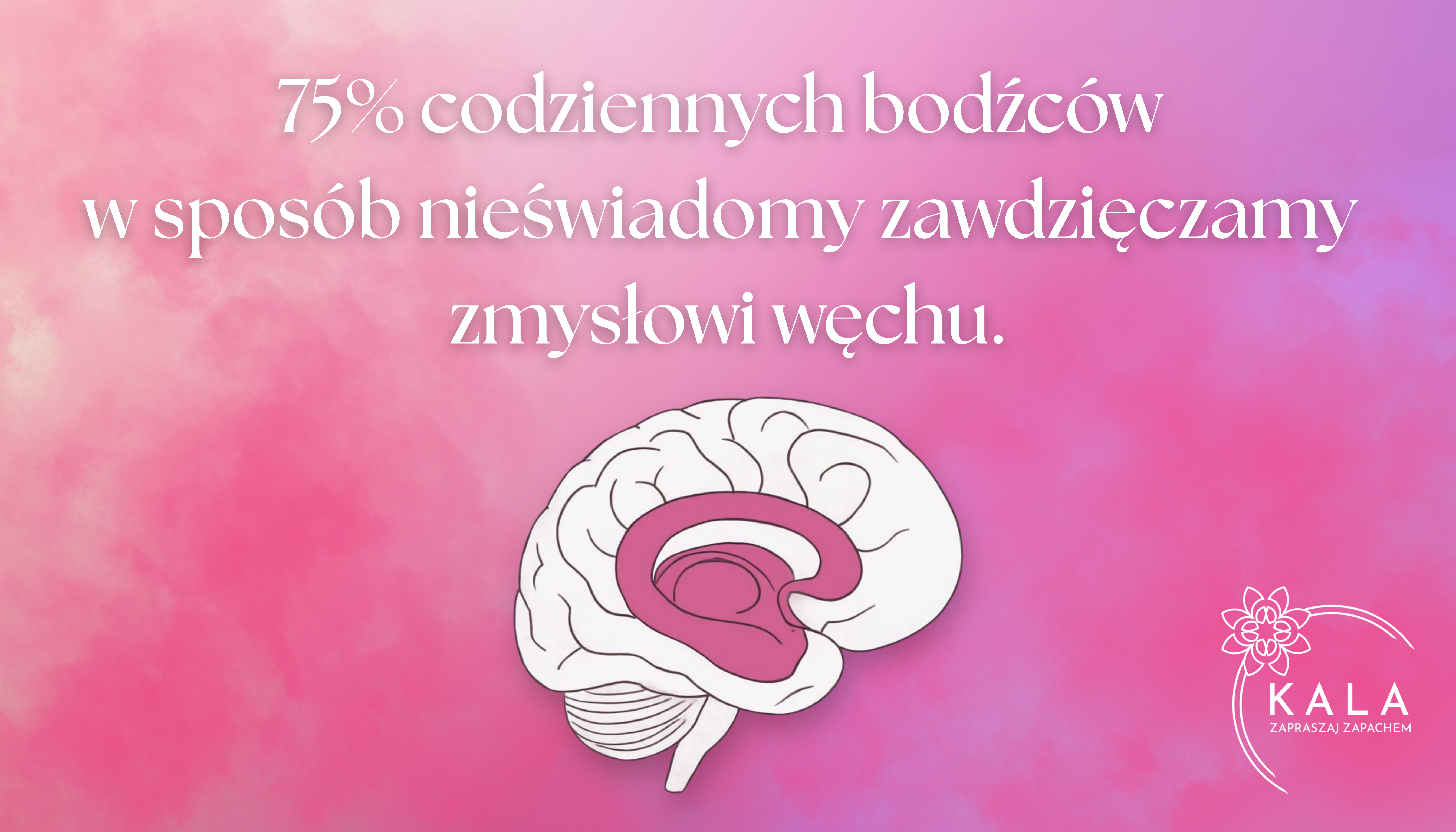 75% codziennych bodźców zawdzięczamy zmysłowi węchu.